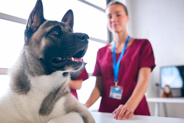Veterinarian examining and caring for a pet