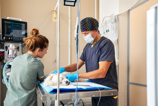 Veterinary team preparing dog for surgery